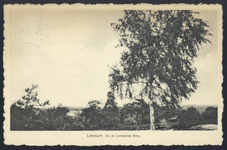 17420 Afbeelding van een berkenboom op de Leersumse Berg bij Leersum.